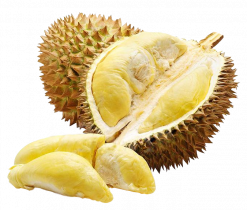 produits - fruits - durian-02